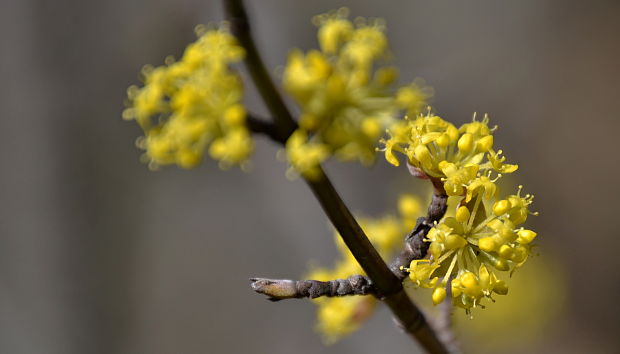 drieň obyčajný Cornus mas L.