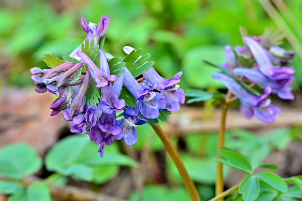 chochlačka plná Corydalis solida (L.) Clairv.