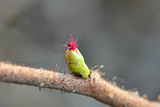 lieska obyčajná Corylus avellana L.