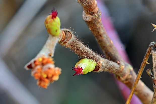 lieska obyčajná Corylus avellana L.