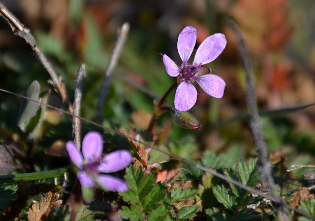 bociannik rozpukovitý Erodium cicutarium (L.) L