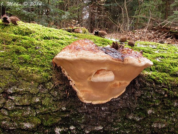 práchnovček pásikavý Fomitopsis pinicola (Sw.) P. Karst.