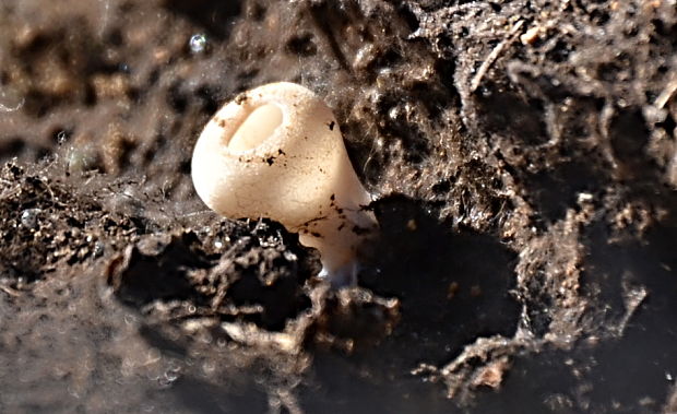 chriapač sosnový Helvella leucomelaena (Pers.) Nannf.