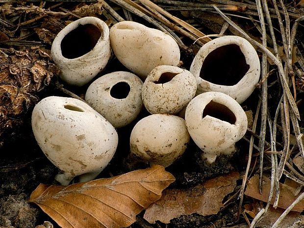 chriapač sosnový Helvella leucomelaena (Pers.) Nannf.