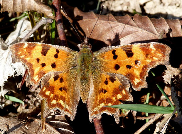 babôčka zubatokrídla Polygonia c-album Linnaeus, 1758