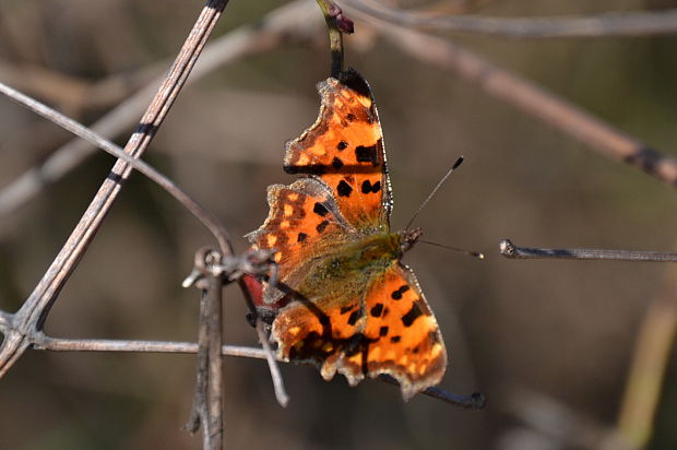 babôčka zubatokrídla Polygonia c-album