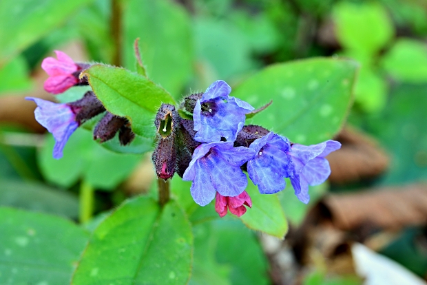 pľúcnik lekársky Pulmonaria officinalis L.