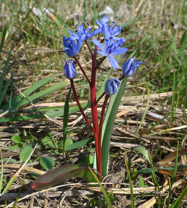 scila viedenská Scilla vindobonensis Speta