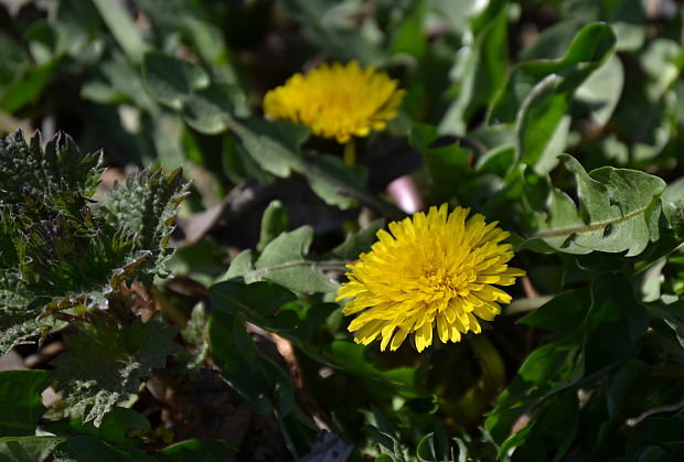 púpava lekárska Taraxacum officinale (L.) Weber ex F.H.Wigg