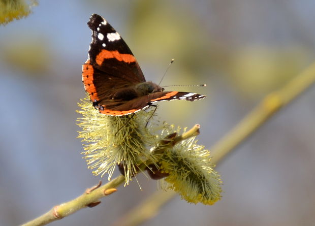 babôčka admirálska Vanessa atalanta