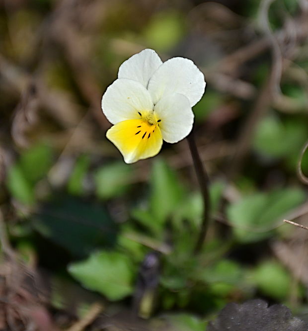 fialka roľná Viola arvensis Murray