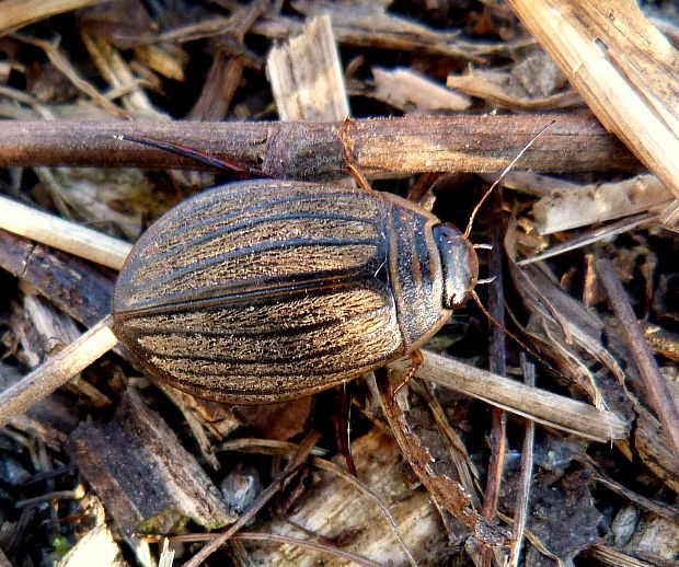 potápnik Acilius sp.