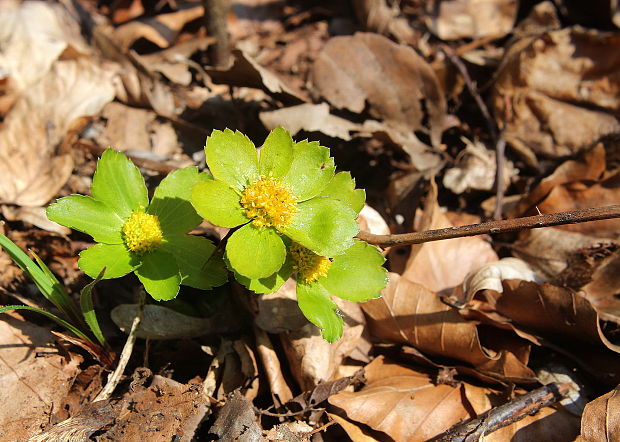 hviezdnatec čemericový Hacquetia epipactis (Scop.) DC.