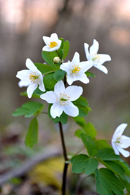 veterník žltuškovitý Isopyrum thalictroides L.