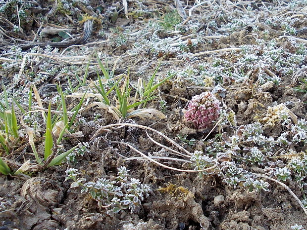 deväťsil lekársky Petasites hybridus (L.) P. Gaertn., B. Mey. et Scherb.