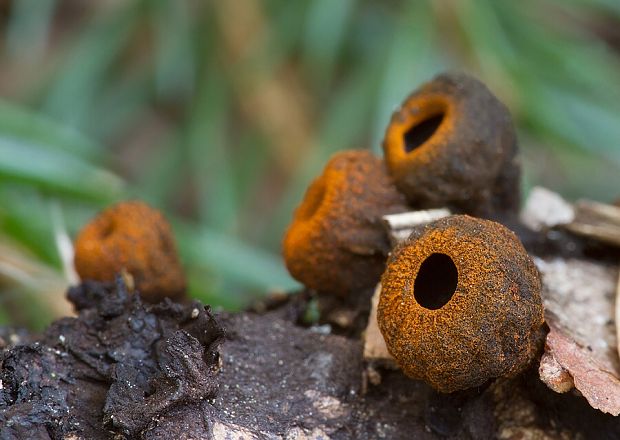 pakorienkovka čierna Plectania melastoma (Sowerby) Fuckel