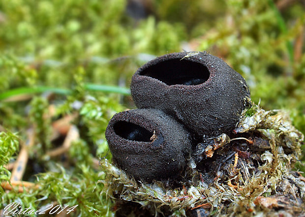 misôčka černastá Pseudoplectania nigrella (Pers.) Fuckel