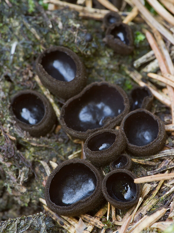 misôčka černastá Pseudoplectania nigrella (Pers.) Fuckel