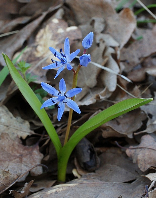 scila severná Scilla drunensis (Speta) Speta