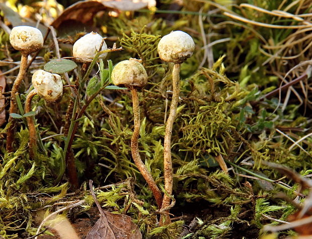 stopkovec zimný Tulostoma brumale Pers.