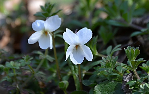 fialka biela Viola alba Besser