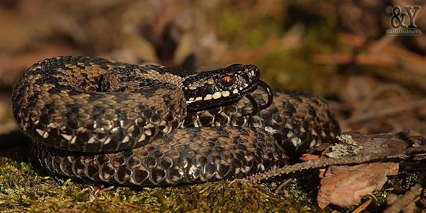 vretenica severná Vipera berus