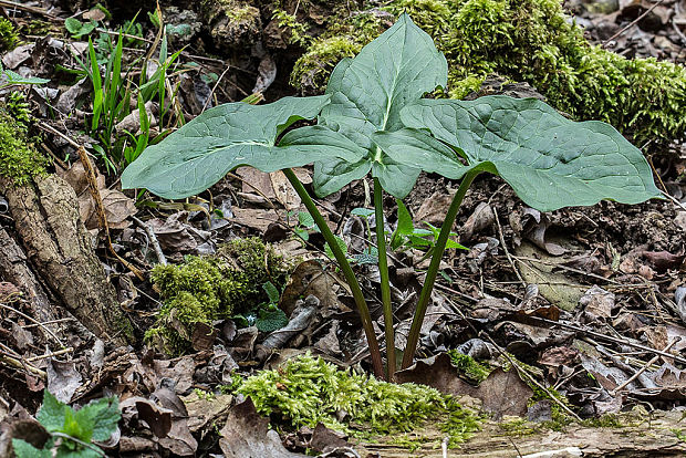 áron alpský Arum alpinum Schott et Kotschy