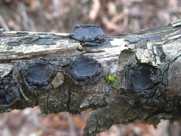 peniazovček Biscogniauxia sp