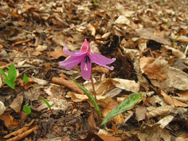 kandik psí Erythronium dens-canis L.