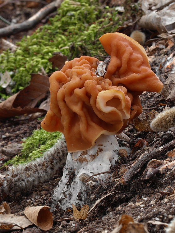 ušiak obrovský Gyromitra gigas (Krombh.) Cooke