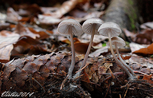 prilbička šišková Mycena strobilicola J. Favre & Kühner