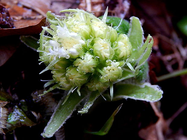 deväťsil biely Petasites albus (L.) P. Gaertn.