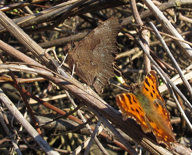 babôčka zubatokrídla Polygonia c-album