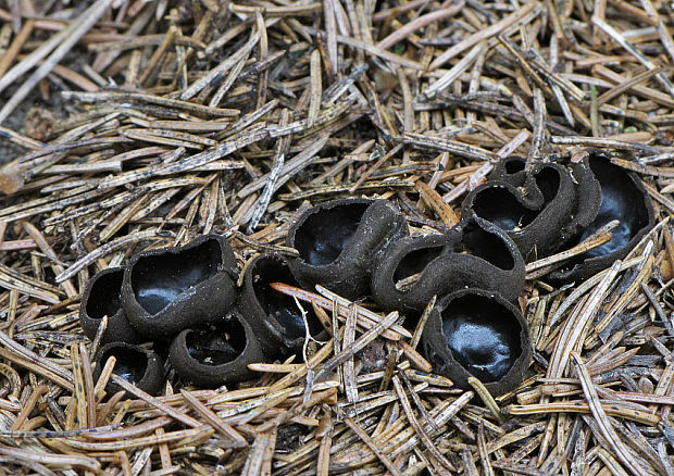 misôčka černastá Pseudoplectania nigrella (Pers.) Fuckel