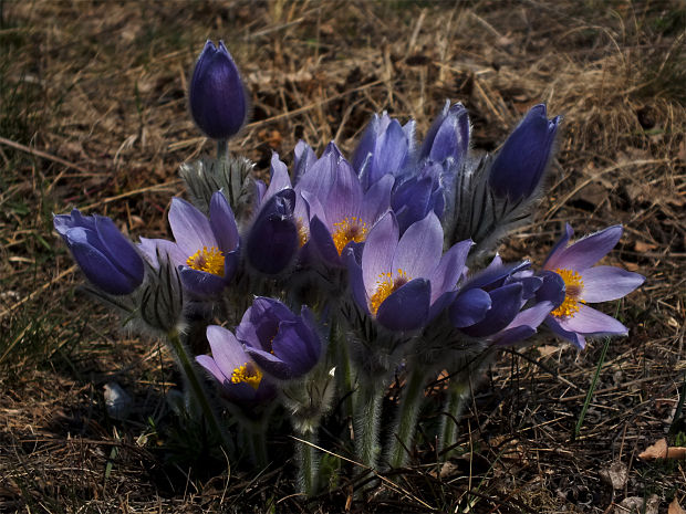 poniklec veľkokvetý Pulsatilla grandis Wender