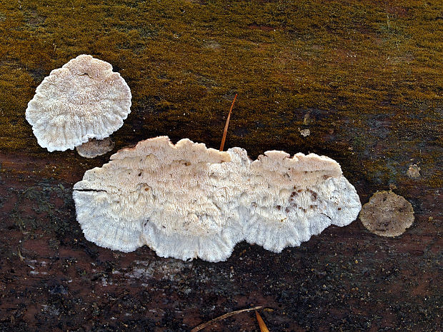 kostrovka beztvárna Skeletocutis amorpha (Fr.) Kotl. & Pouzar