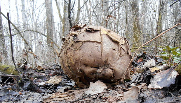 vatovec obrovský Calvatia gigantea (Batsch) Lloyd