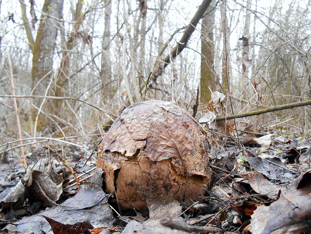 vatovec obrovský Calvatia gigantea (Batsch) Lloyd