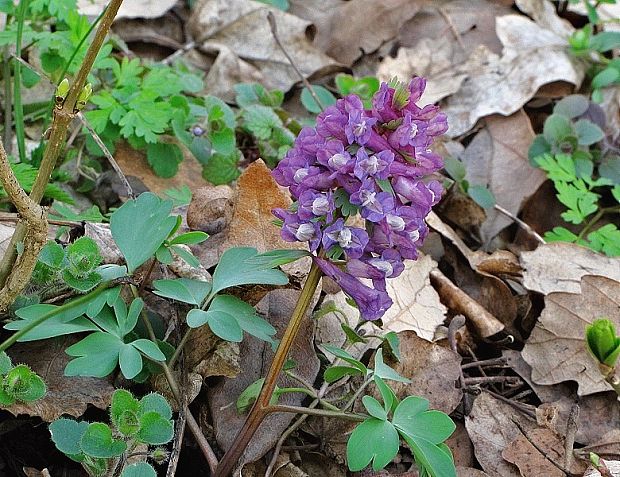 chochlačka plná Corydalis solida (L.) Clairv.