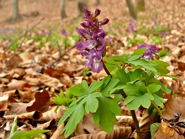 chochlačka Corydalis sp.