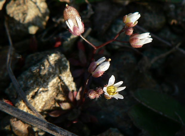 jarmilka jarná Erophila verna (L.) Chevall