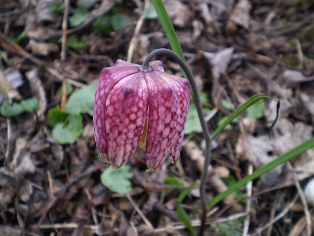 korunkovka strakatá Fritillaria meleagris L.