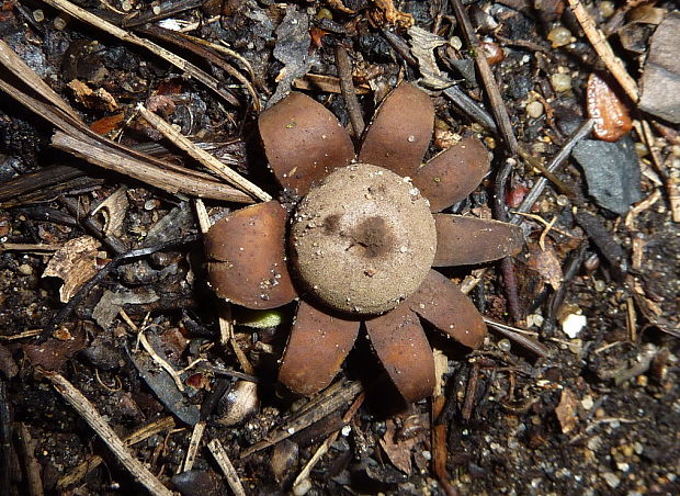 hviezdovka kvetovitá Geastrum floriforme Vittad.