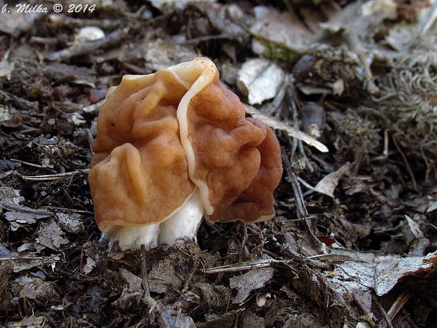 ušiak obrovský Gyromitra gigas (Krombh.) Cooke