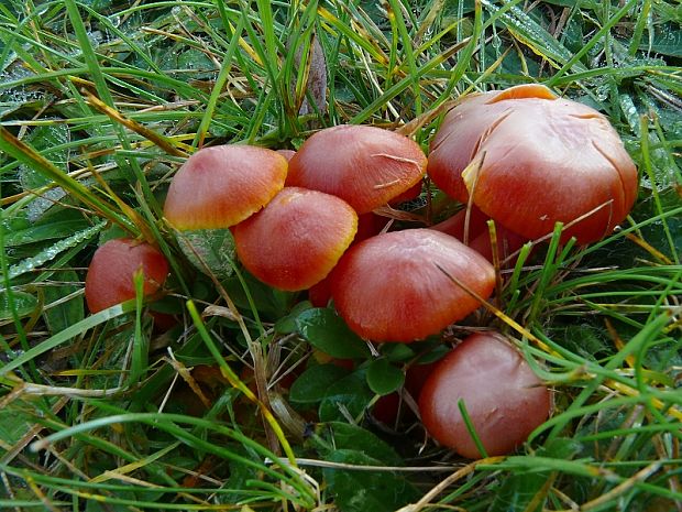 lúčnica šarlátová Hygrocybe coccinea (Schaeff.) P. Kumm.