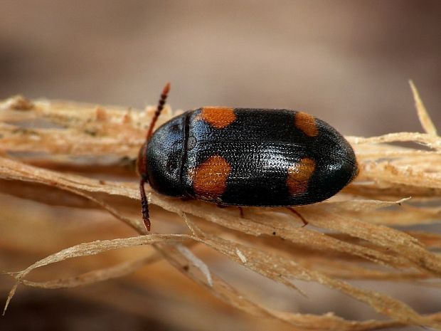 Mycetophagus quadripustulatus Linnaeus, 1761