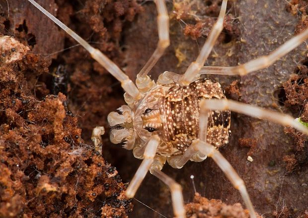 kosec okatý Rilaena triangularis