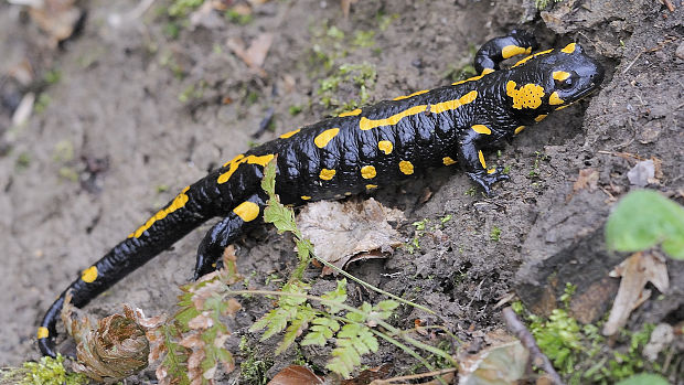 salamandra škvrnitá Salamandra salamandra