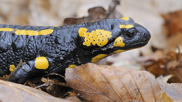 salamandra škvrnitá Salamandra salamandra