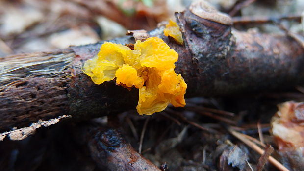 rôsolovka zlatožltá_ (Tremella mesenterica) Tremella mesenterica Retz.